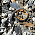 Ringneck Snake