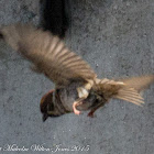 Tree Sparrow