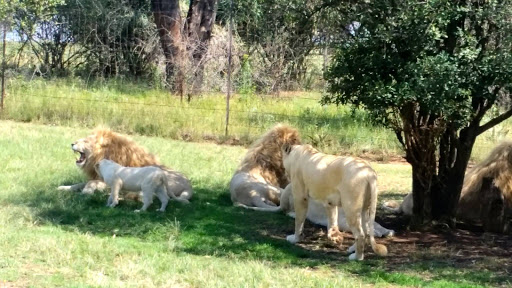 Lion Park South Africa 2015