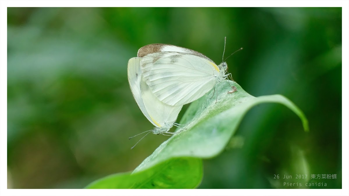 Pieris canidia 東方菜粉蝶