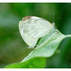 Pieris canidia 東方菜粉蝶