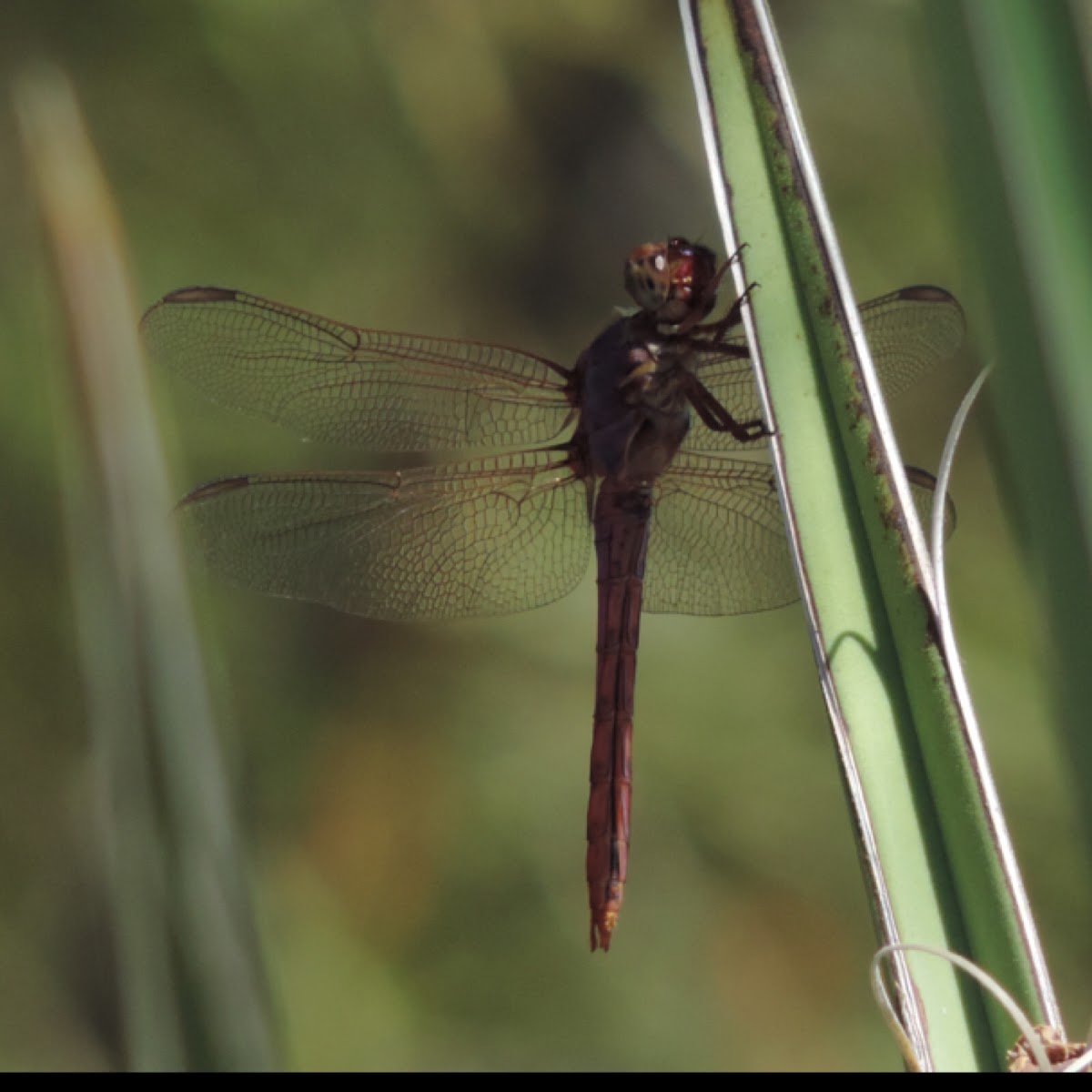 Roseate Skimmer