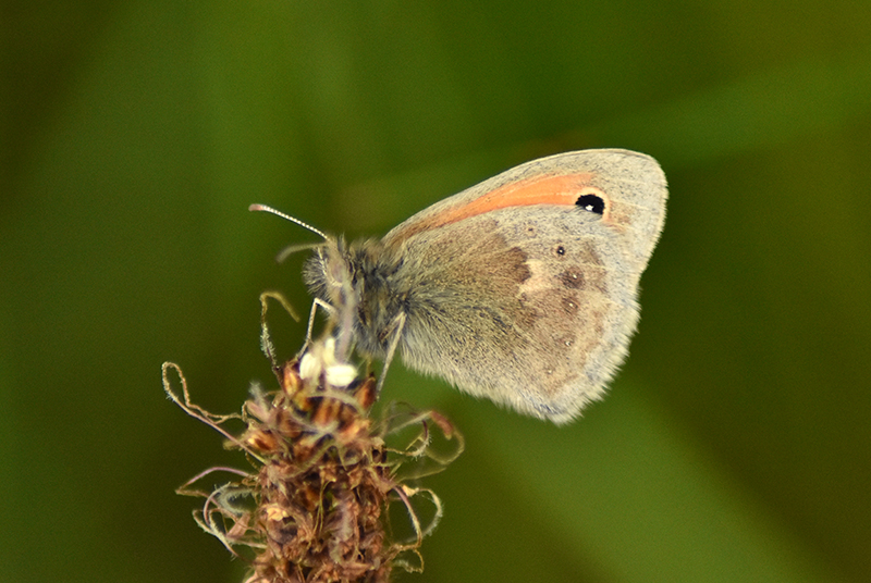 Small heath