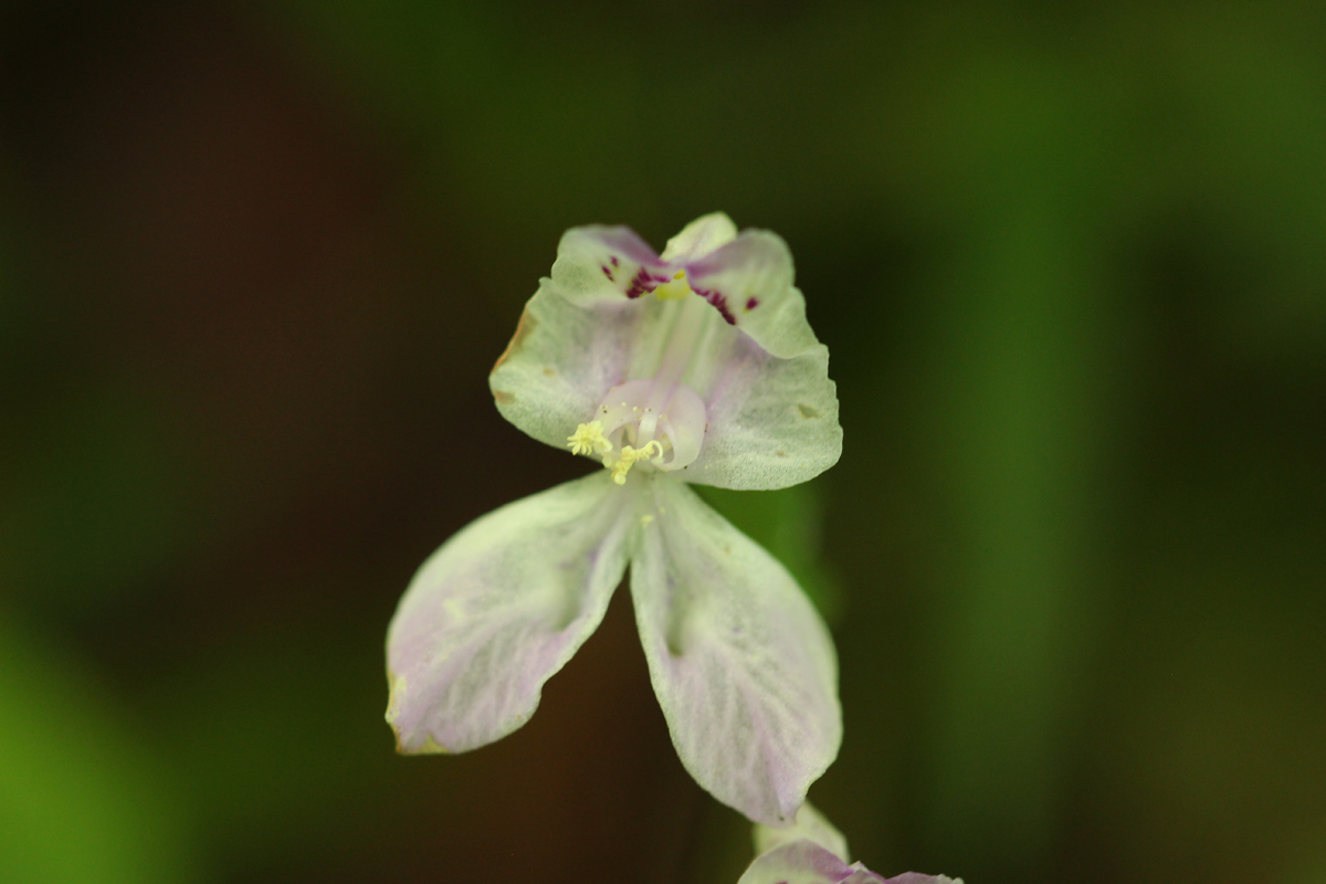 Disperis orchid