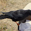 Alpine chough or yellow-billed chough