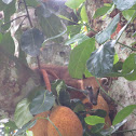 Ring-tailed coati