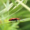 Red-headed Cardinal Beetle