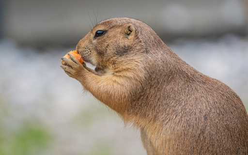 Squirrel eats carrots