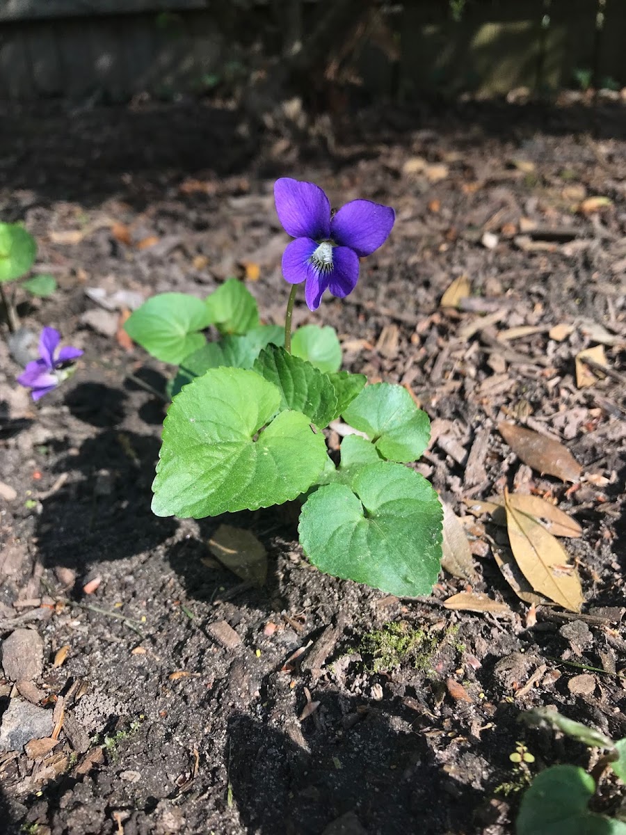 Wild Violet