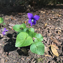 Wild Violet