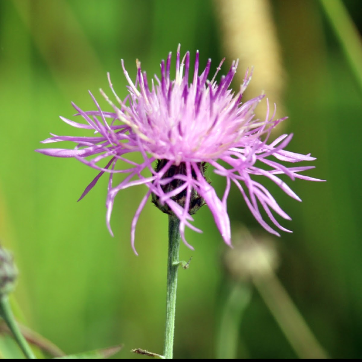 Spotted Knapweed