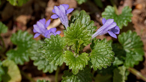 Glechoma hederacea