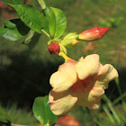 Common trumpet