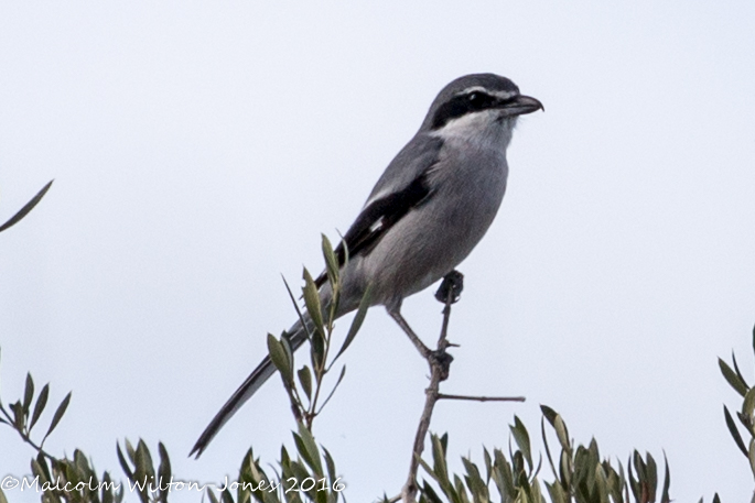 Southern Grey Shrike; Alcaudón Real