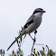 Southern Grey Shrike; Alcaudón Real