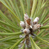 Scots Pine