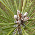 Scots Pine