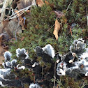 Dog lichen and clubmoss