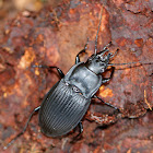 Ground Beetle