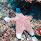 Granulated sea star