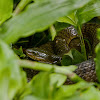 Common Rat Snake (水律)