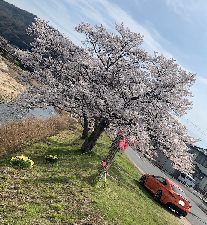 RC Fのコロナウイルスに負けるな・オレンジRC-F・ドライブ・さくら🌸・花見ドライブ🌸に関するカスタム事例の投稿画像3枚目