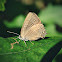 Banded Hairstreak