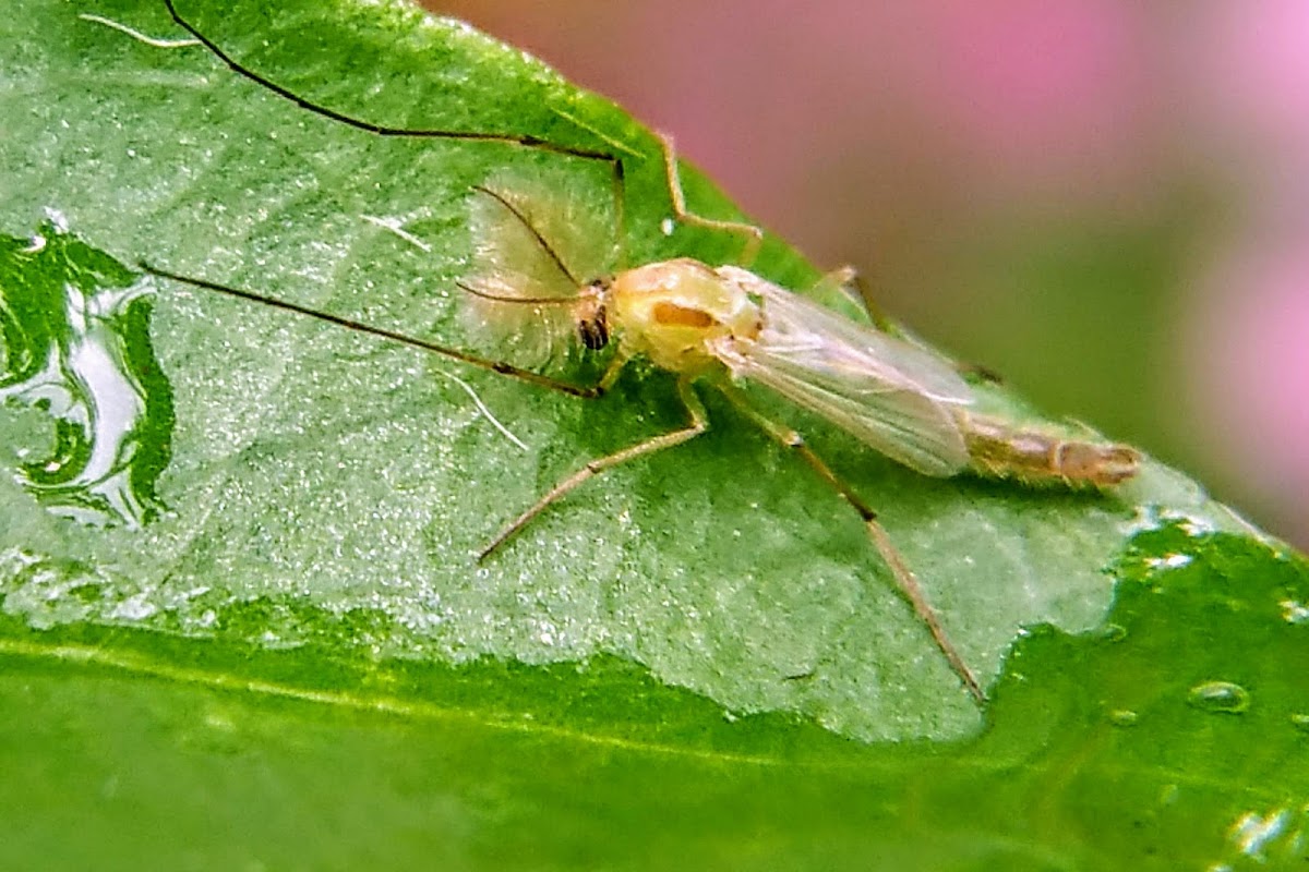 Midge; Midge Fly; Non-Biting Midge; Blind Mosquitoe.