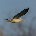 Spot-billed Pelican