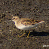 Least Sandpiper