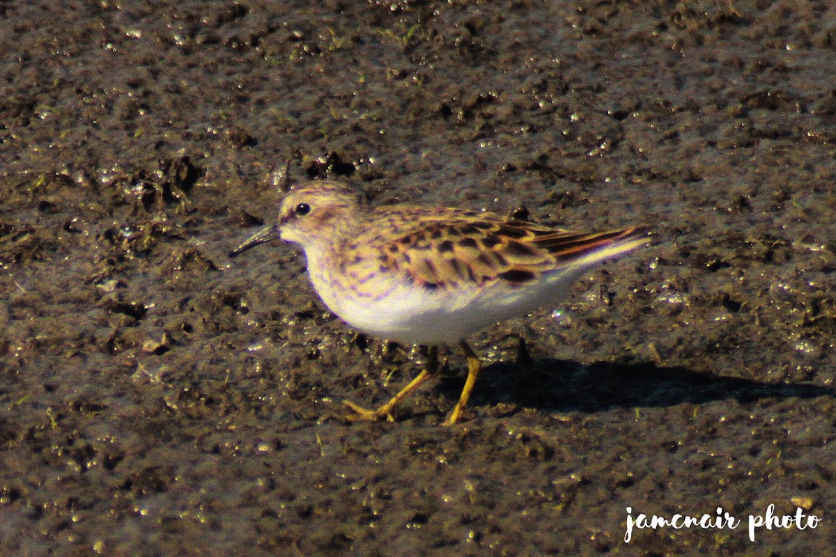 Least Sandpiper