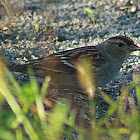 White-crowned Sparrow