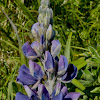 Nootka Lupine