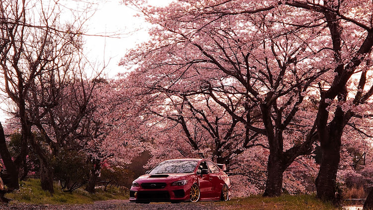 フィットの桜と愛車・桜とコラボ・輪止めとの距離感・VABに関するカスタム事例の投稿画像2枚目