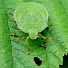 Green shieldbug