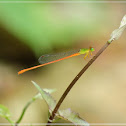 Ceriagrion auranticum 琉球橘黃蟌