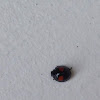 Twice-stabbed lady beetle