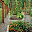 Vegetable Garden : Charming Design Download on Windows