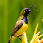 Olive-backed Sunbird