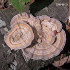 Multicolor Gilled Polypore