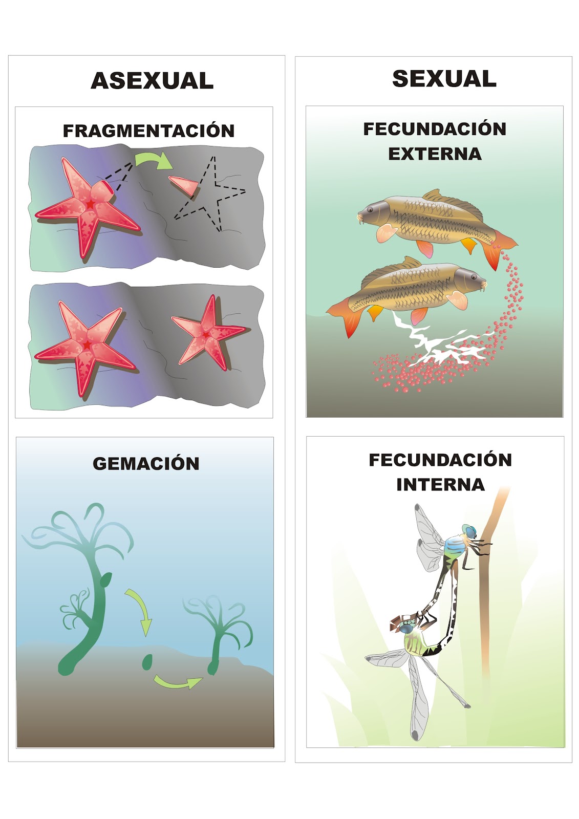 Resultado de imaxes para reproduccion animal