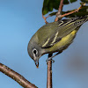 Blue-headed Vireo