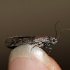 American Plum Borer