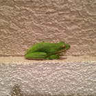 American Green Tree Frog