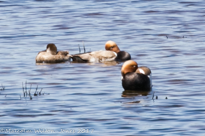 Red-crested Pochard; Pato Colorado