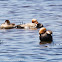 Red-crested Pochard; Pato Colorado