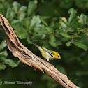 Black-throated Green Warbler