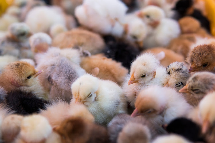 Neighbouring SA, a leading poultry producer on the continent, is currently grappling with a major bird flu outbreak that has killed millions of chickens. Stock photo.