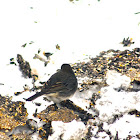 Slate Colored Junco