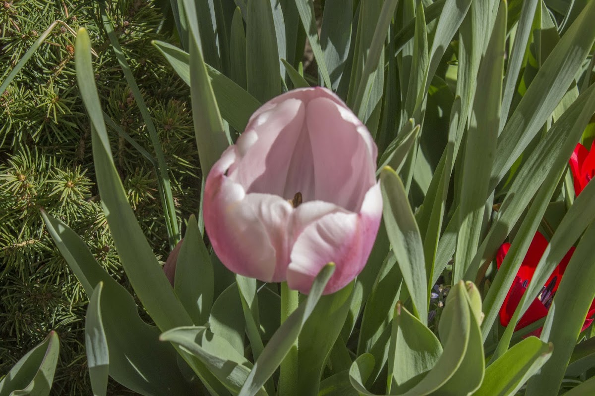 Tulip